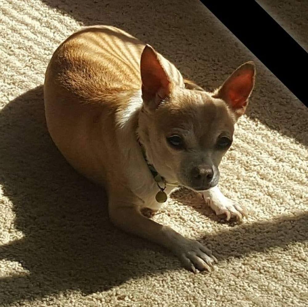 Meet your Posher, Misty